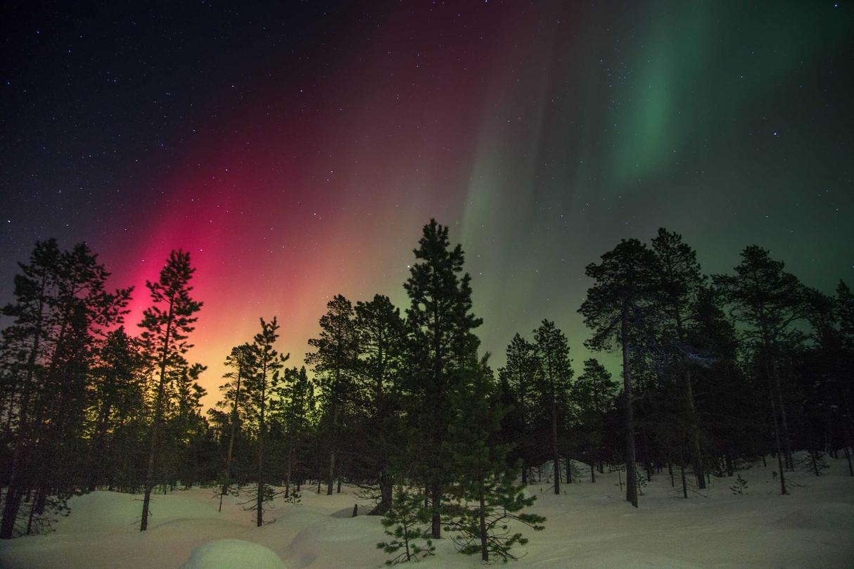 Vibrant pink and green aurora borealis above a snowy forest.