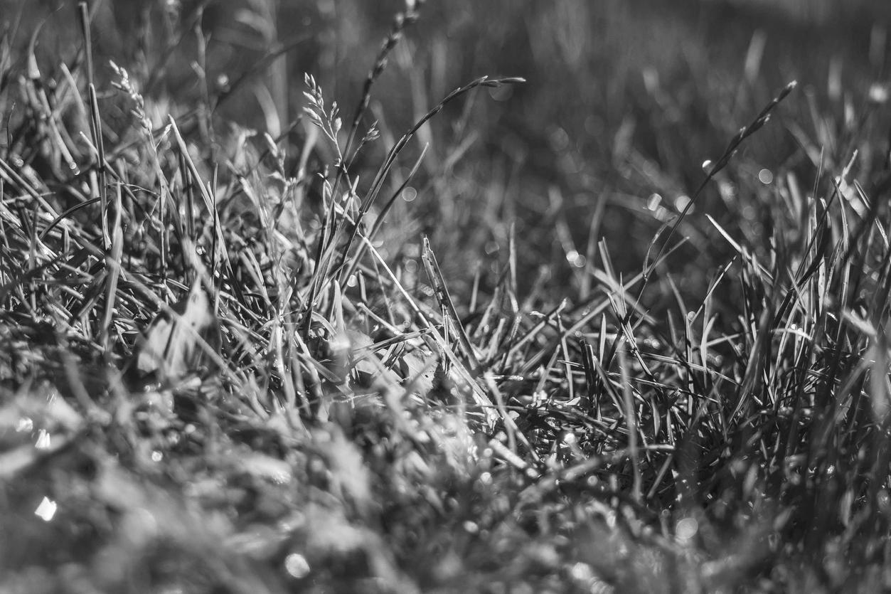 Close-up black and white photograph of grass and morning dew.