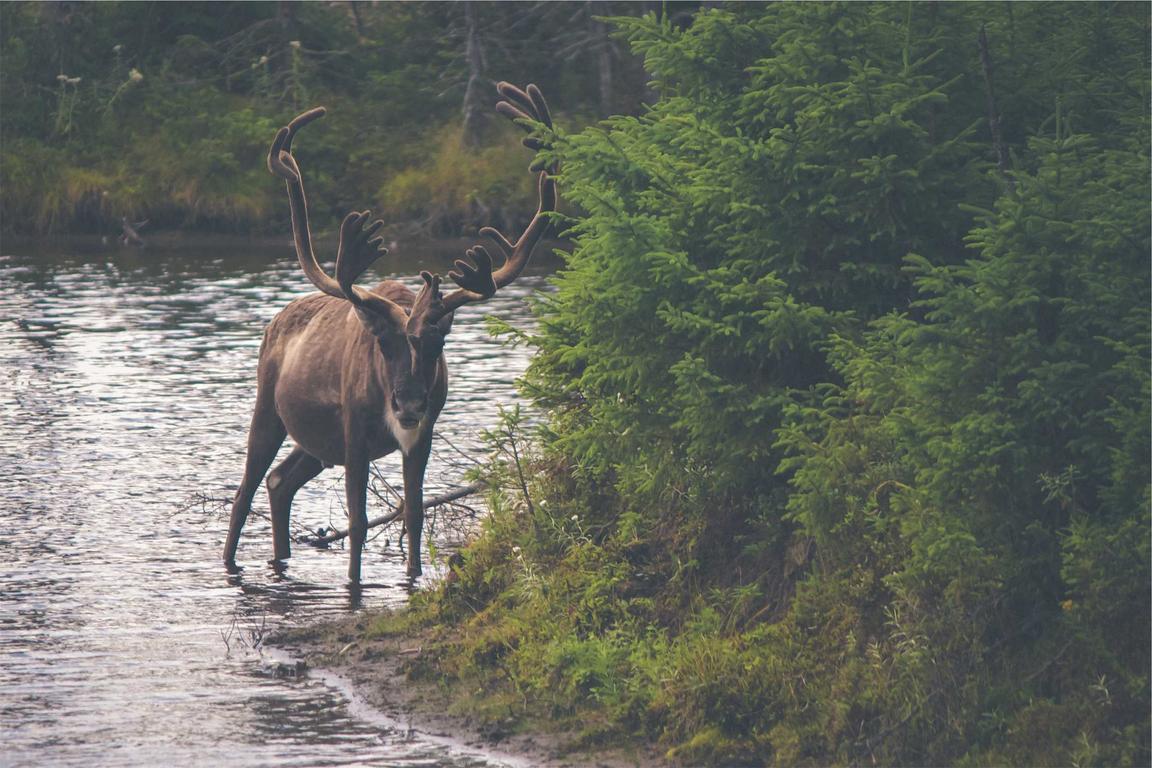 A large caribou with impressive antlers standing in water.